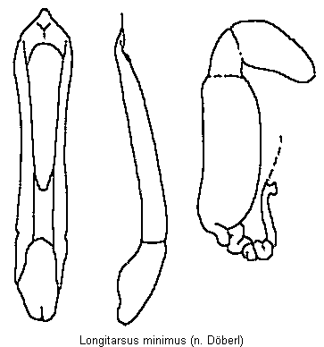 longitarsus_minimus.gif
