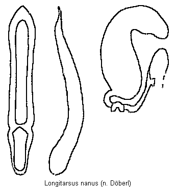 longitarsus_nanus.gif