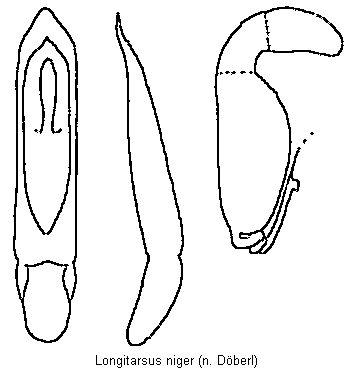 longitarsus_niger.gif