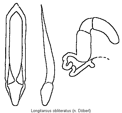 longitarsus_obliteratus.gif