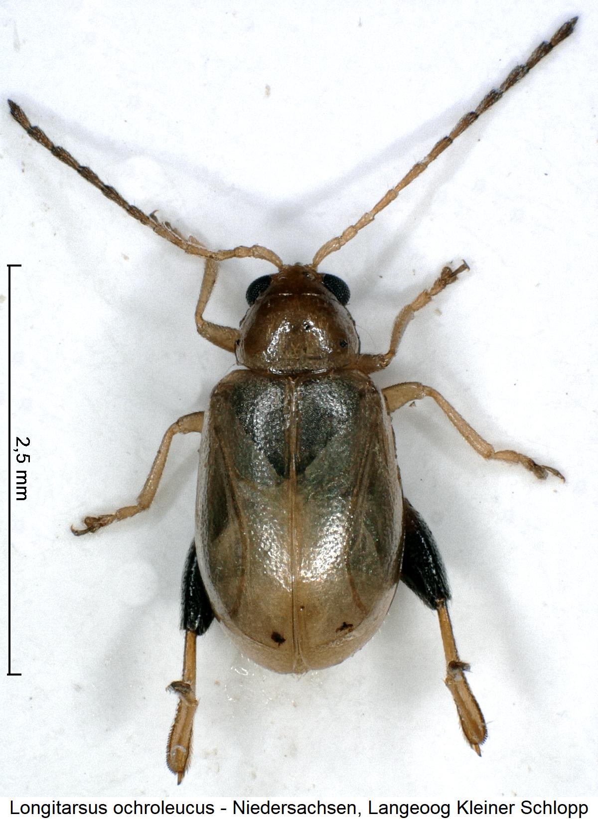longitarsus_ochroleucus_hab.jpg