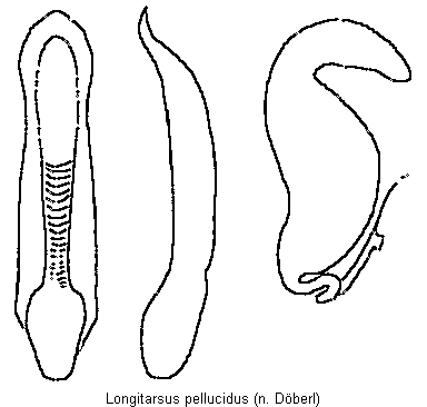 longitarsus_pellucidus.gif