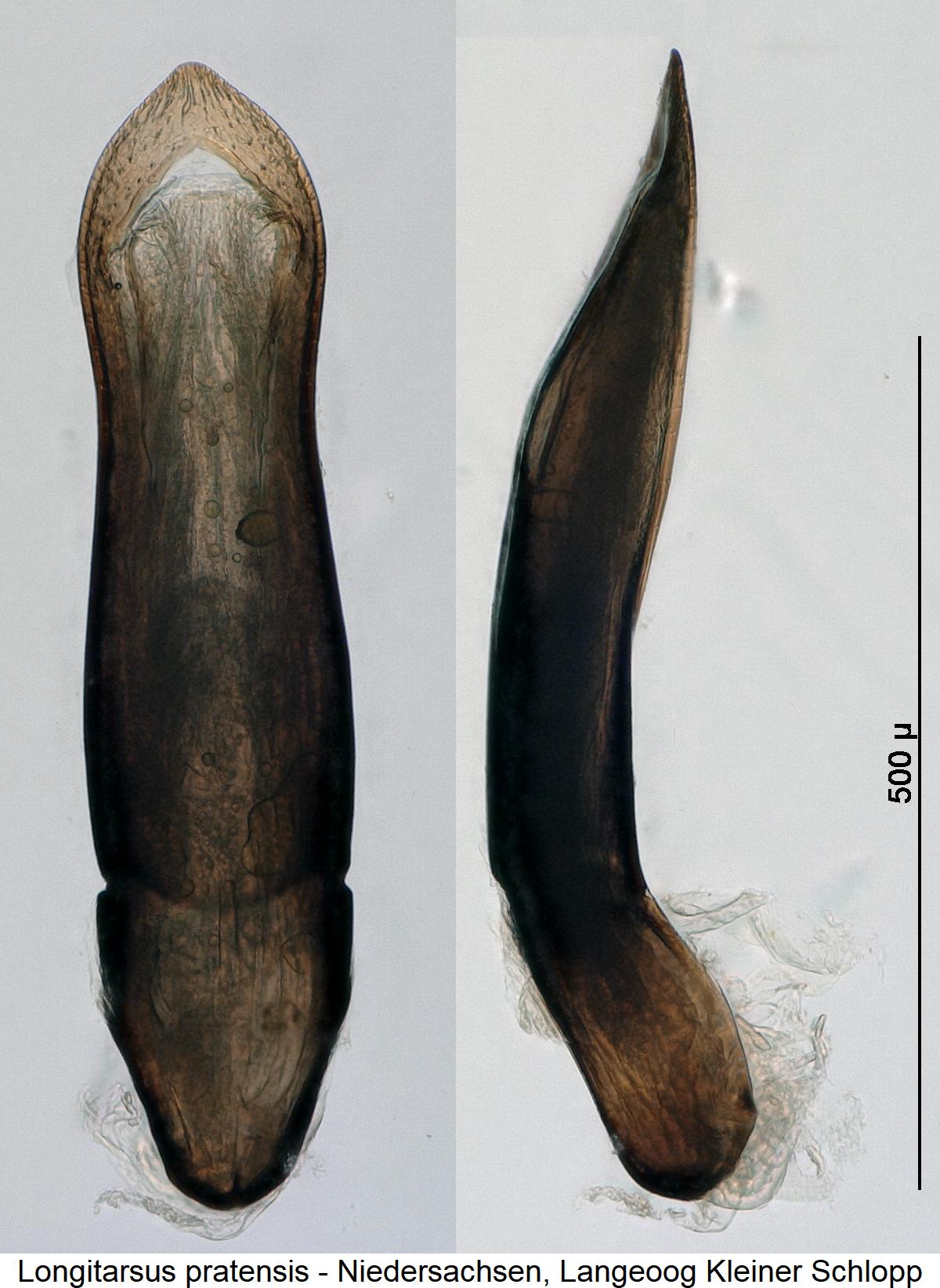 longitarsus_pratensis1.jpg