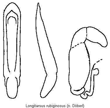 longitarsus_rubiginosus.gif