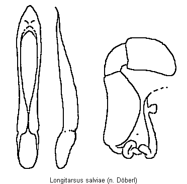 longitarsus_salviae.gif