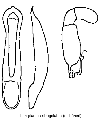 longitarsus_stragulatus.gif