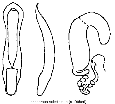 longitarsus_substriatus.gif