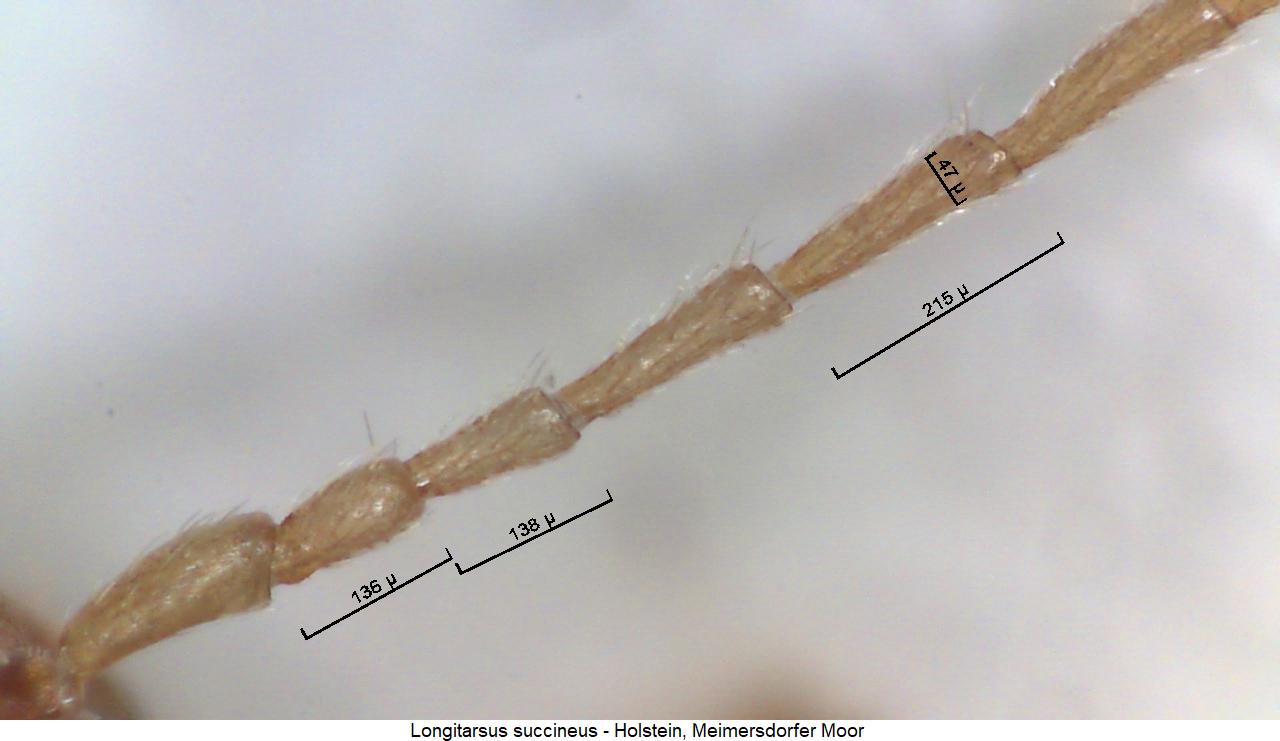 longitarsus_succineus_f.jpg