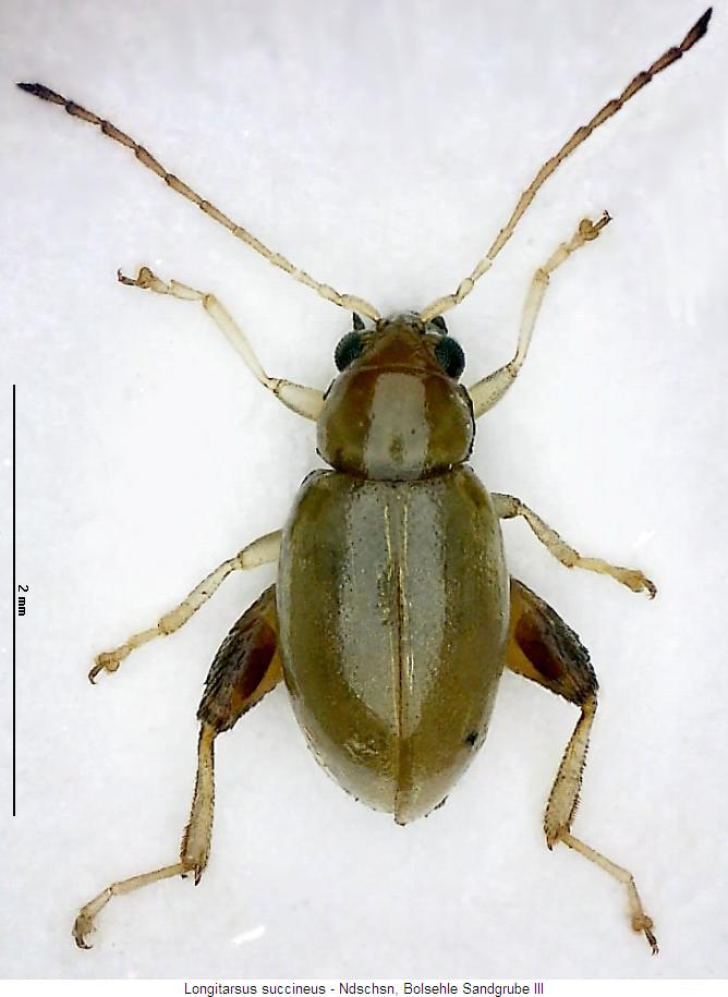 longitarsus_succineus_hab.jpg