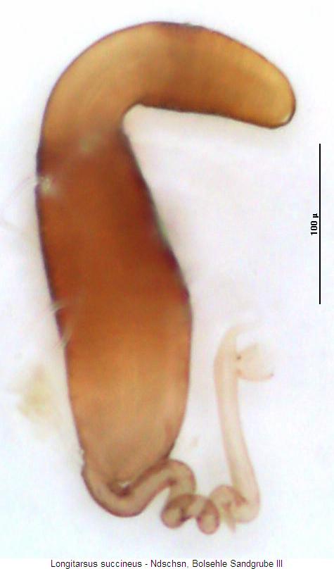 longitarsus_succineus_sperm.jpg