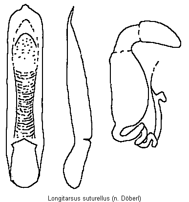 longitarsus_suturellus.gif