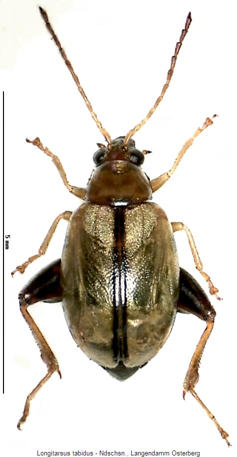 longitarsus_tabidus_hab.jpg