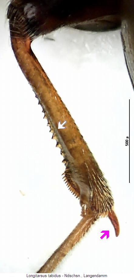 longitarsus_tabidus_hschn.jpg