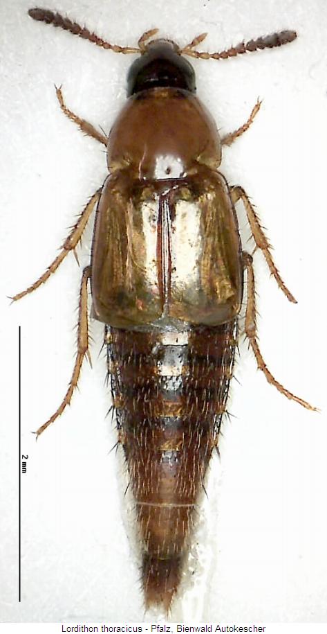 lordithon_thoracicus_hab.jpg
