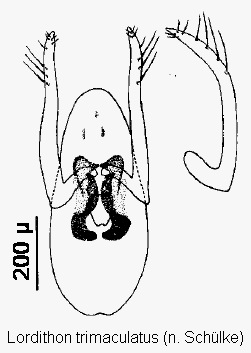 lordithon_trimaculatus.gif
