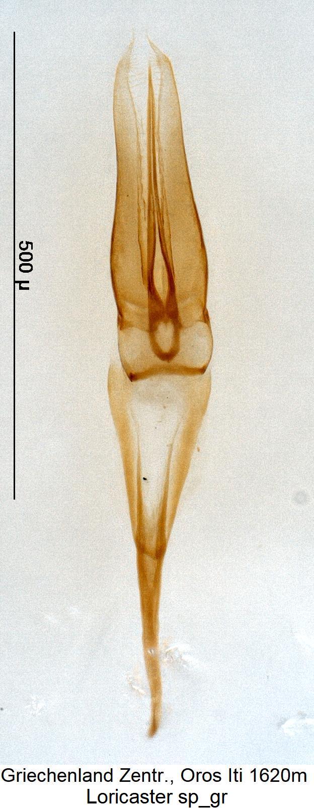 loricaster_sp_gr.jpg