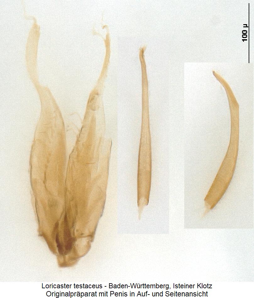 loricaster_testaceus2.jpg