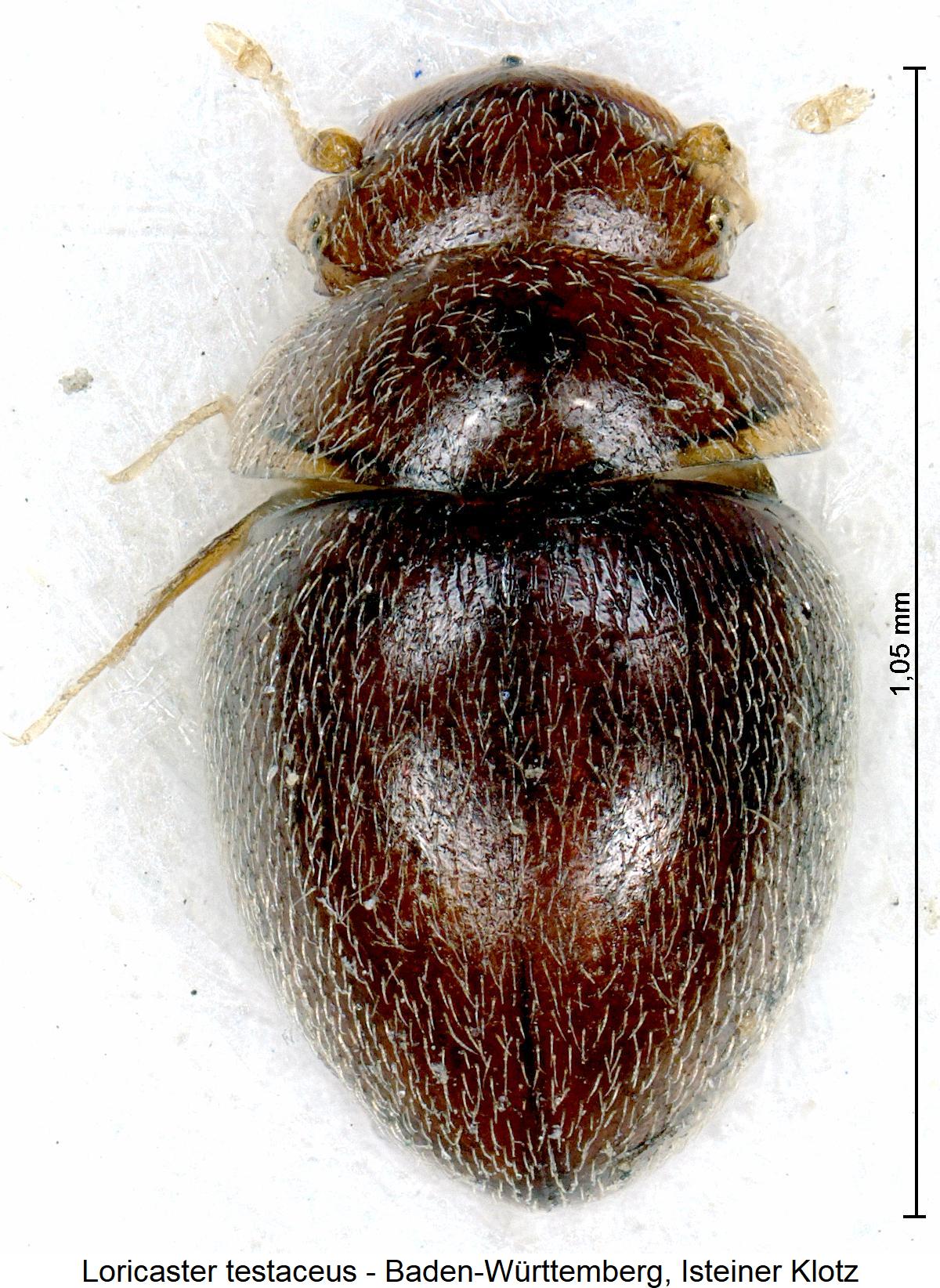 loricaster_testaceus_hab1.jpg