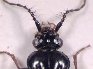loricera_kopf.jpg
