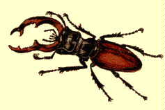 lucanus_cervus.jpg