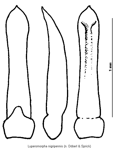 luperomorpha_nigripennis.gif