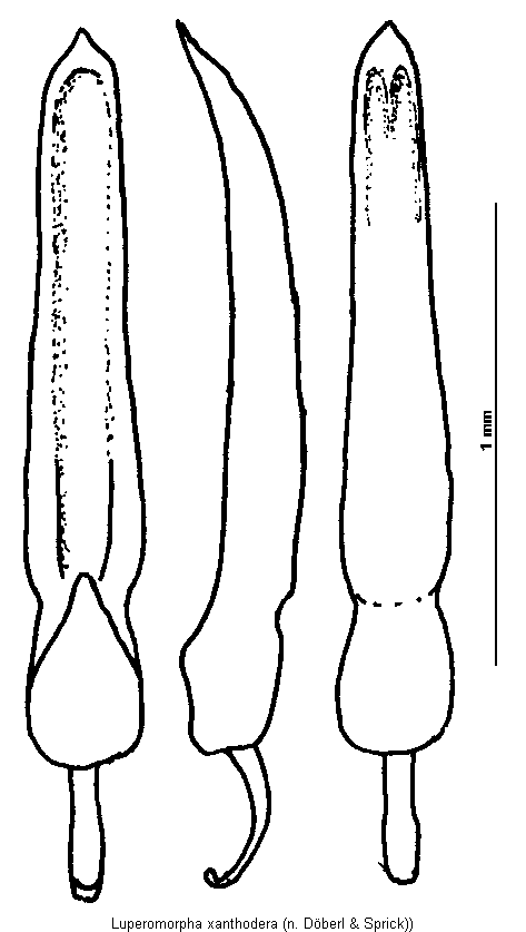 luperomorpha_xanthodera.gif
