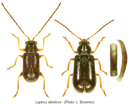 luperus_aetolicus.jpg