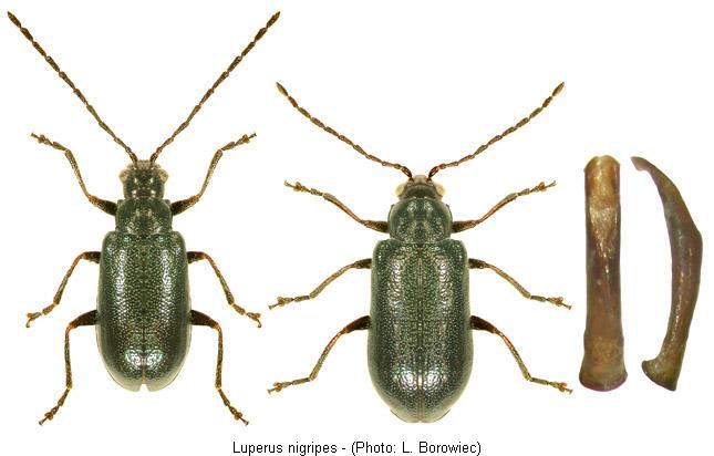 luperus_nigripes.jpg