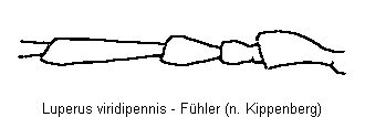 luperus_viridipennis_f.gif