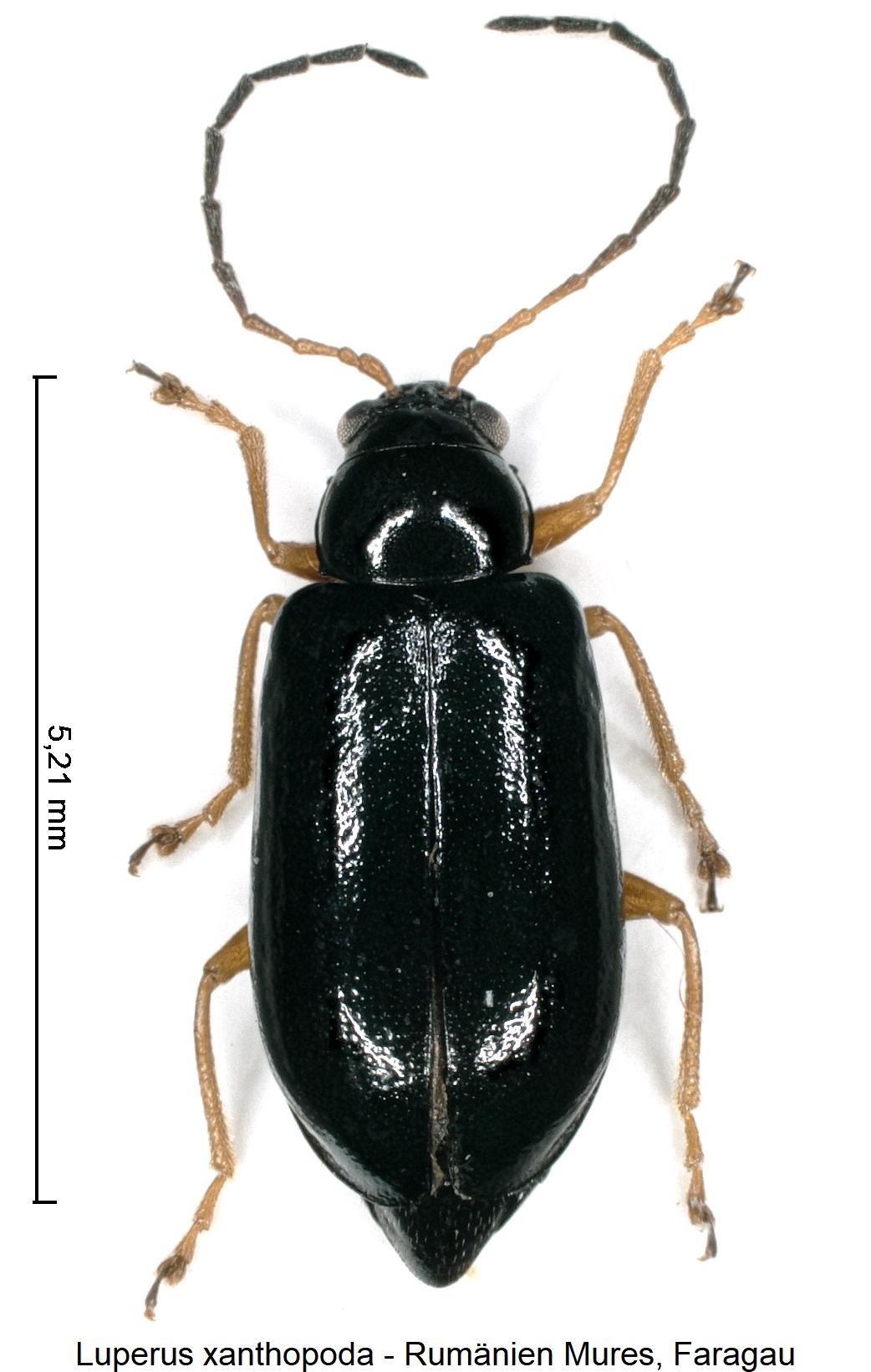 luperus_xanthopoda_hab.jpg