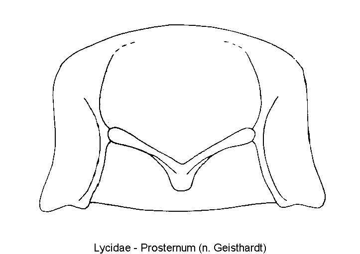 lycidae__vbr.gif
