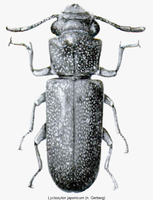 lyctoxylon_japonicum_hab.gif