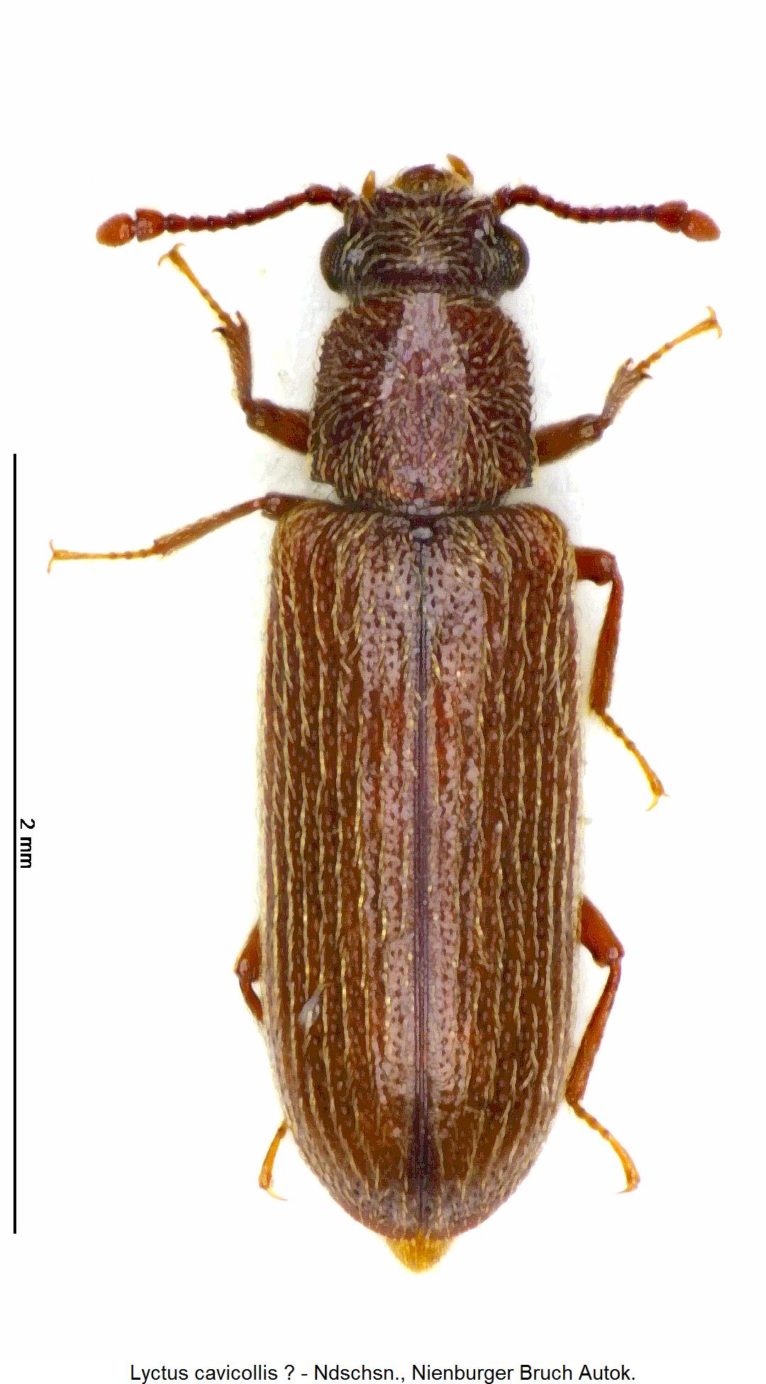 lyctus_cavicollis2_hab.jpg