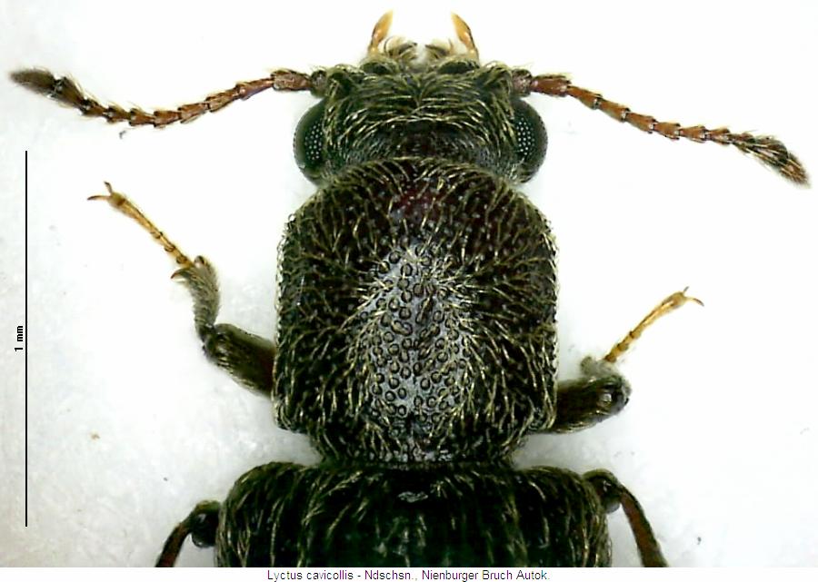 lyctus_cavicollis_vk.jpg