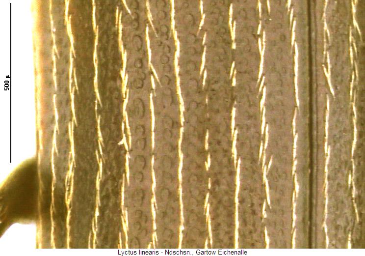 lyctus_linearis_os.jpg
