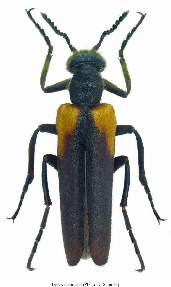 lydus_humeralis_hab.jpg