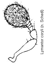 lymantor_coryli_f.gif