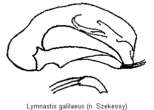 lymnastis_galilaeus.gif