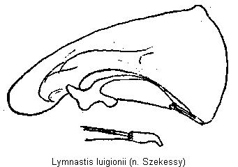 lymnastis_luigionii.gif
