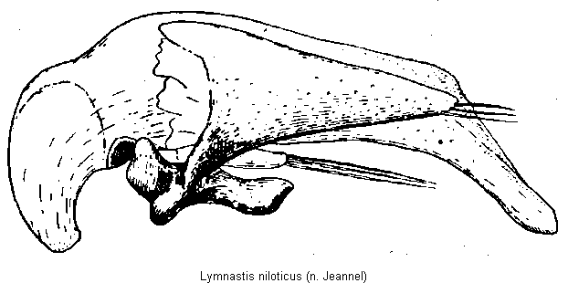 lymnastis_niloticus.gif
