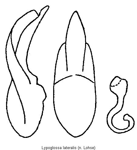 lypoglossa_lateralis.gif