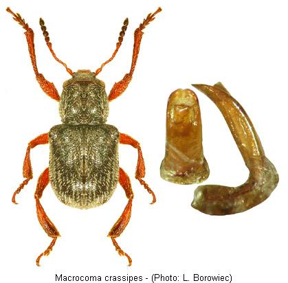 macrocoma_crassipes.jpg