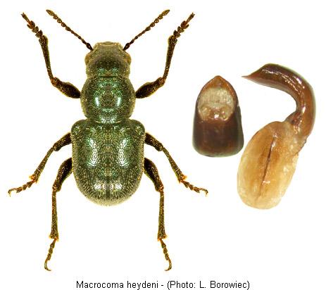 macrocoma_heydeni.jpg