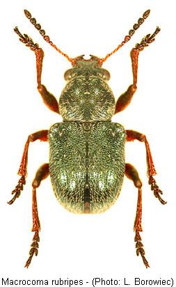 macrocoma_rubripes1.jpg