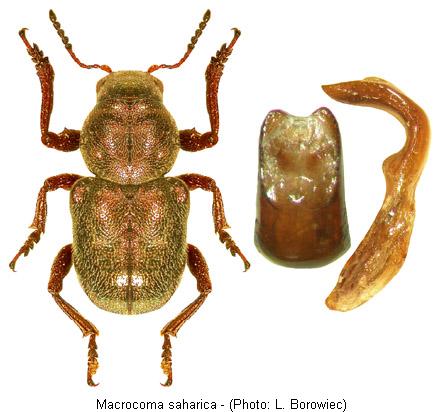 macrocoma_saharica.jpg
