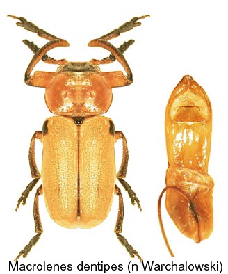 macrolenes_dentipes1.jpg