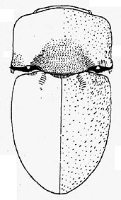 macrothorictus_kalaharicus2.jpg