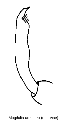 magdalis_armigera_vschn.gif