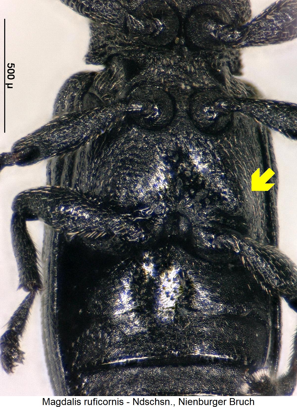 magdalis_ruficornis_hbr.jpg