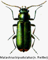 malachius_bipustulatus_rtt.gif